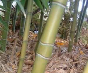 bamboo.jpg